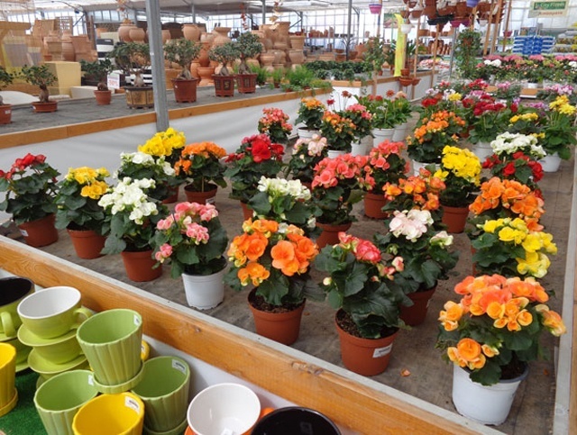 CITY FLOWER: Φωτογραφίες & Βίντεο