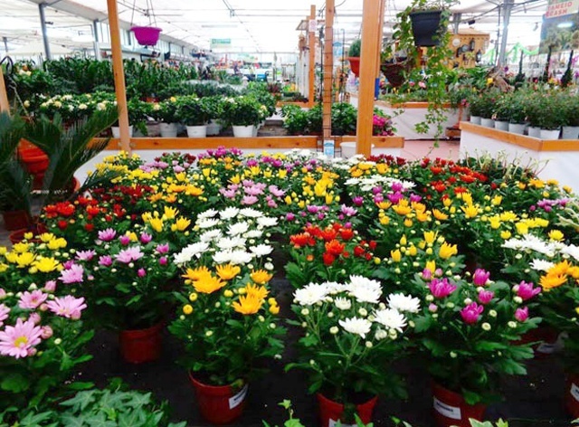 CITY FLOWER: Φωτογραφίες & Βίντεο