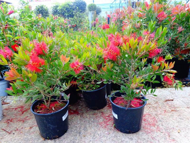 CITY FLOWER: Φωτογραφίες & Βίντεο