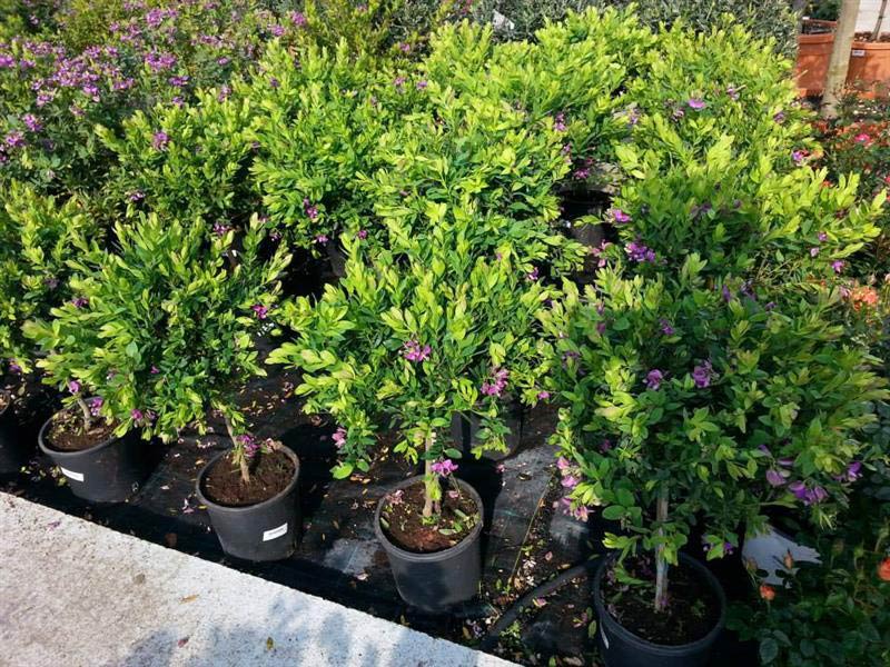 CITY FLOWER: Φωτογραφίες & Βίντεο