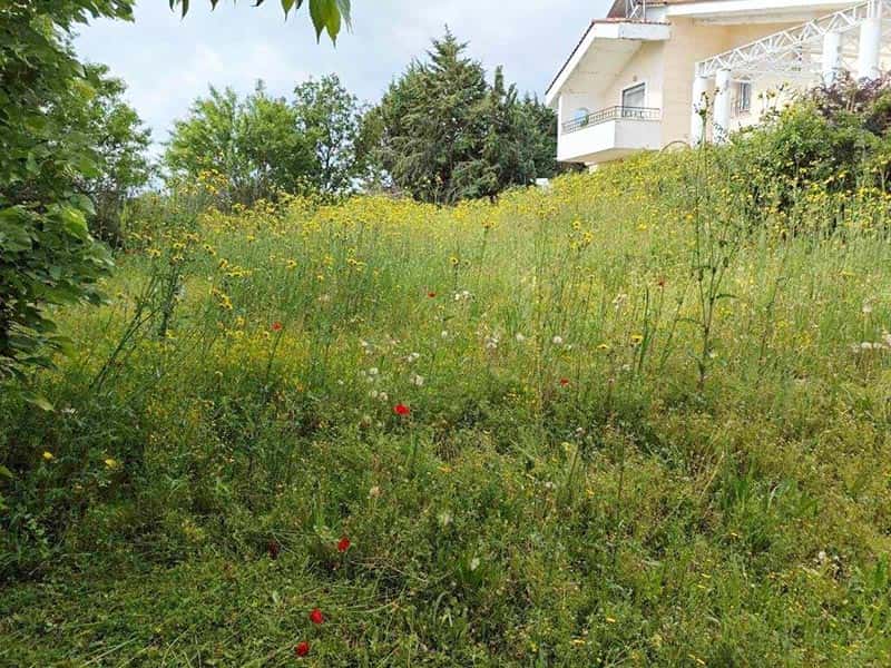 DELLIOS GARDEN EXPERTS: Φωτογραφίες & Βίντεο
