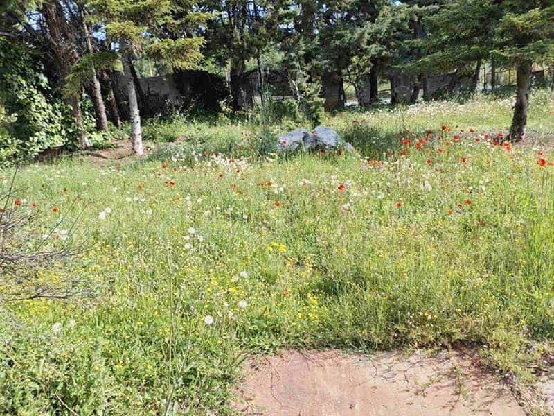 DELLIOS GARDEN EXPERTS: Φωτογραφίες & Βίντεο