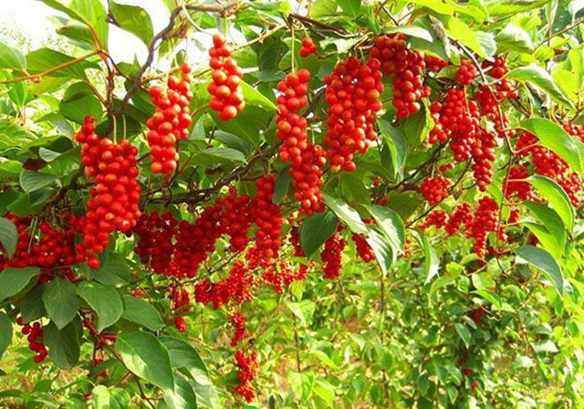 DOXAS SPICES: Φωτογραφίες & Βίντεο