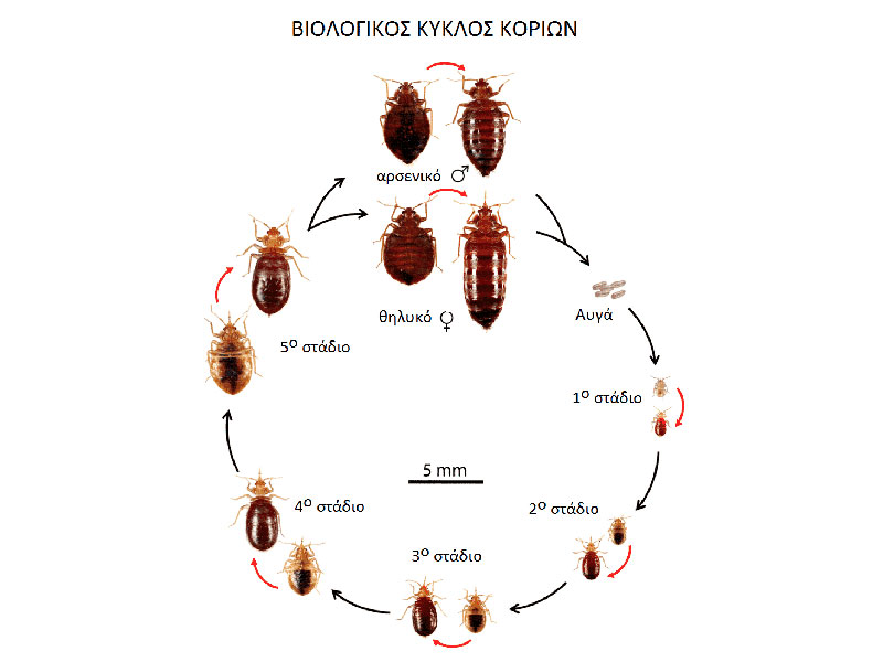 ECO APENTOMOTIKI: Φωτογραφίες & Βίντεο