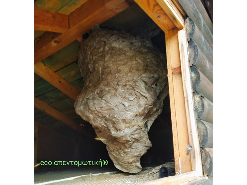 ECO APENTOMOTIKI: Φωτογραφίες & Βίντεο