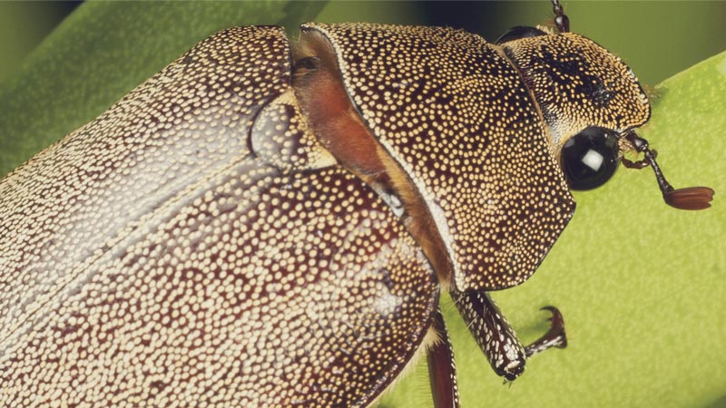 ENTOMOLYSIS: Φωτογραφίες & Βίντεο