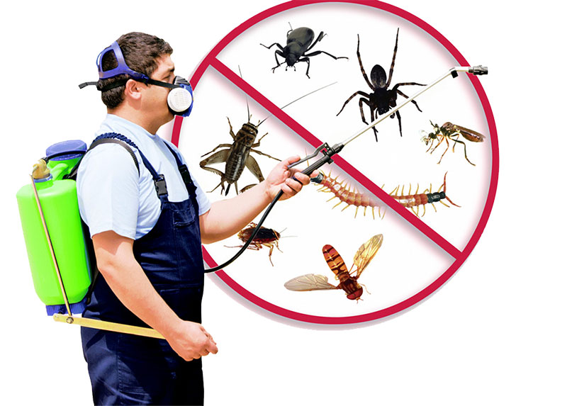 E-PESTCONTROL.GR - PANTELIDIS IOANNIS: Φωτογραφίες & Βίντεο