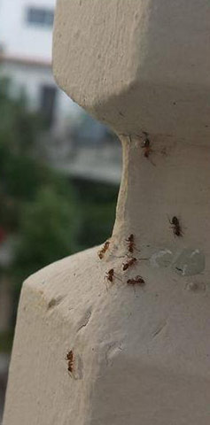 Ειδικό ζελέ για μυρμήγκια