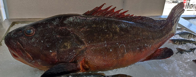 FISH IN THE DISH: Φωτογραφίες & Βίντεο