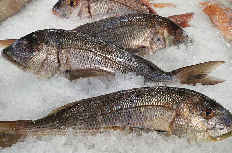 FISH IN THE DISH: Φωτογραφίες & Βίντεο