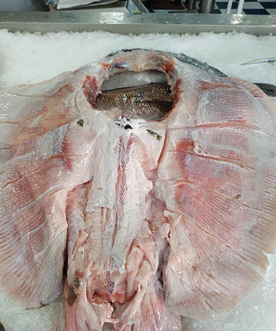 FISH IN THE DISH: Φωτογραφίες & Βίντεο
