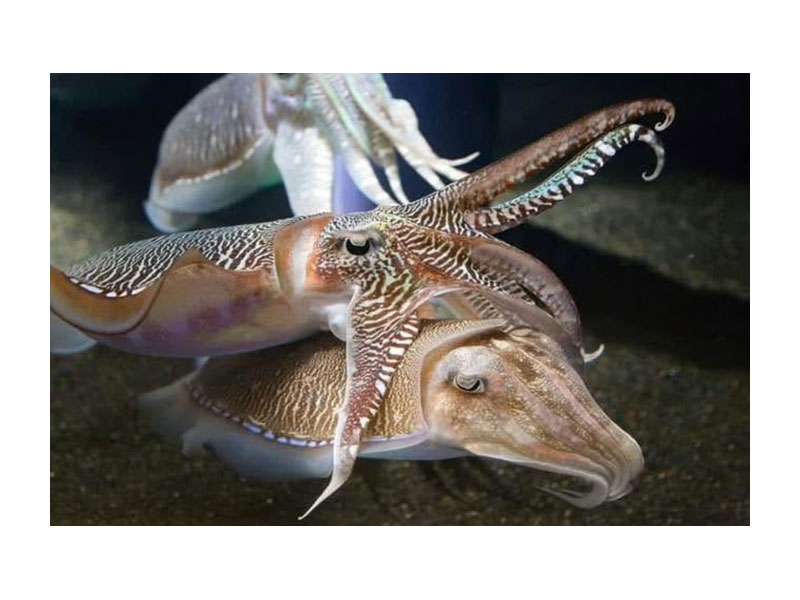FISH MARKET SKIATHOS - ΤΣΙΑΝΤΟΣ ΓΕΩΡΓΙΟΣ: Φωτογραφίες & Βίντεο