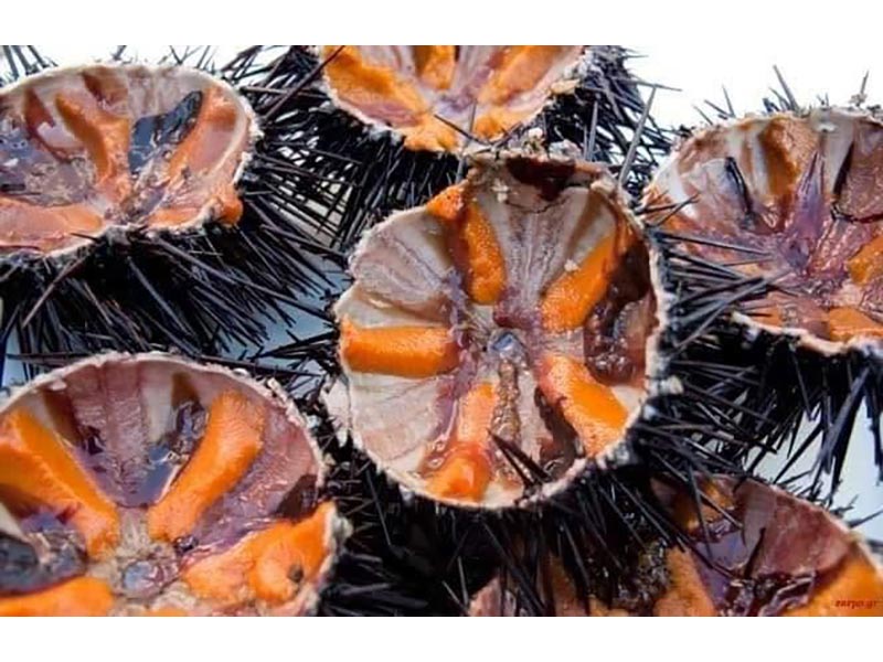 FISH MARKET SKIATHOS - ΤΣΙΑΝΤΟΣ ΓΕΩΡΓΙΟΣ: Φωτογραφίες & Βίντεο