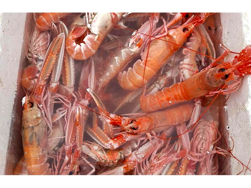 FISH MARKET SKIATHOS - ΤΣΙΑΝΤΟΣ ΓΕΩΡΓΙΟΣ: Φωτογραφίες & Βίντεο