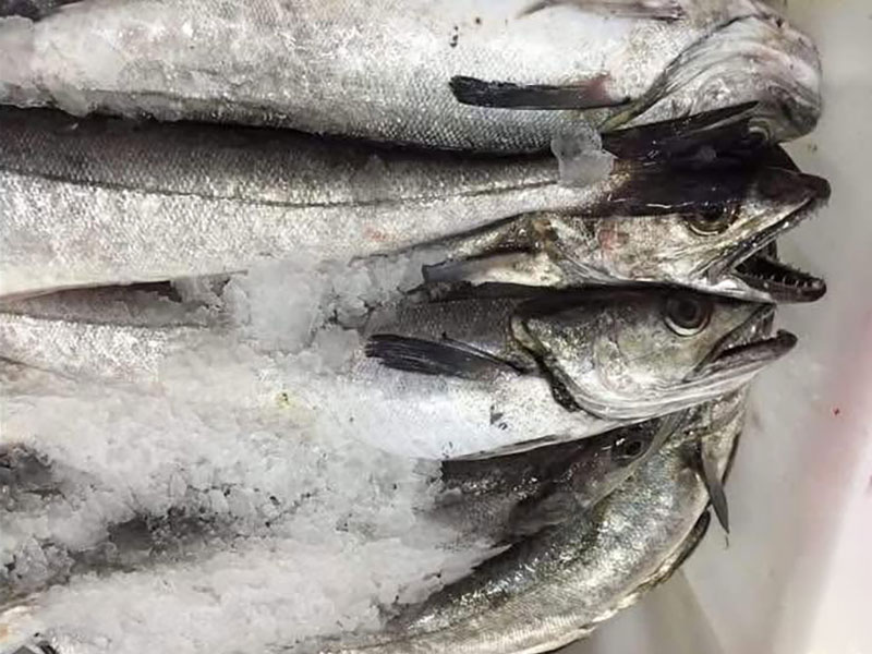 FISH MARKET SKIATHOS - ΤΣΙΑΝΤΟΣ ΓΕΩΡΓΙΟΣ: Φωτογραφίες & Βίντεο