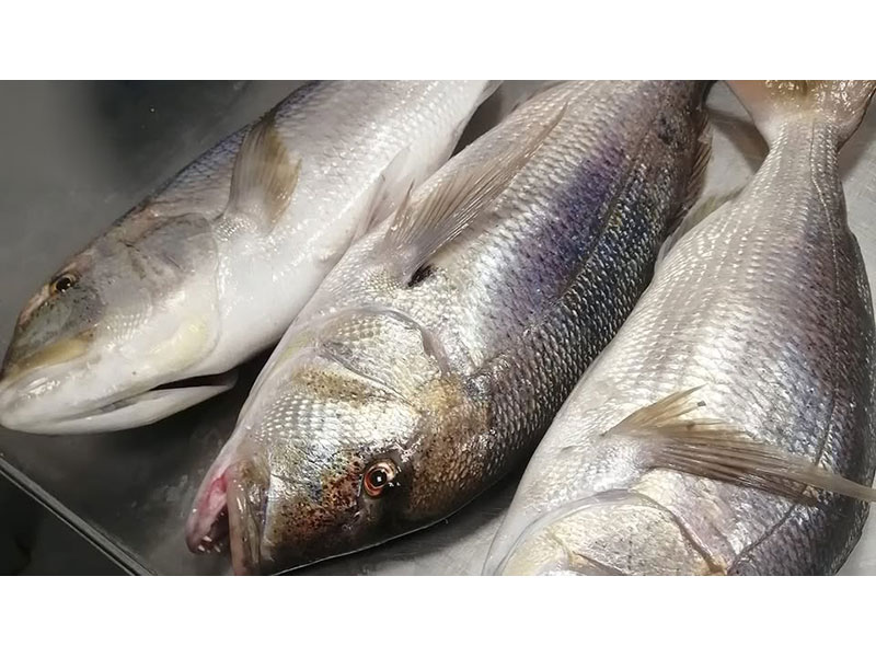 FISH MARKET SKIATHOS - ΤΣΙΑΝΤΟΣ ΓΕΩΡΓΙΟΣ: Φωτογραφίες & Βίντεο