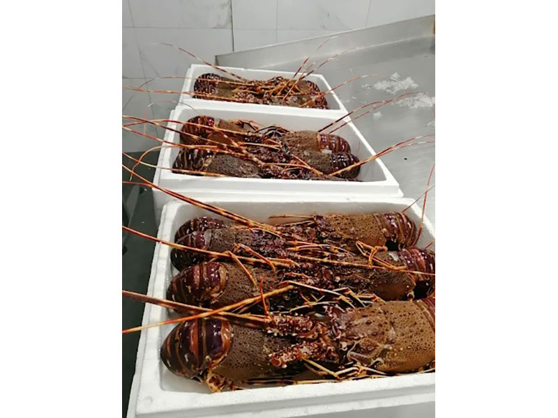 FISH MARKET SKIATHOS - ΤΣΙΑΝΤΟΣ ΓΕΩΡΓΙΟΣ: Φωτογραφίες & Βίντεο