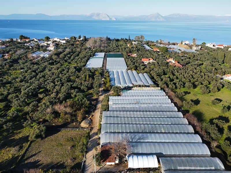 ΦΛΙΓΚΟΣ ΚΩΝΣΤΑΝΤΙΝΟΣ: Φωτογραφίες & Βίντεο