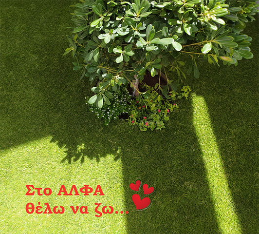 ΦΡΟΝΤΙΣΤΗΡΙΟ ΑΛΦΑ: Φωτογραφίες & Βίντεο
