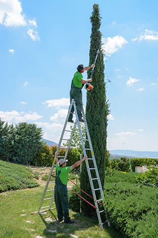GARDEN CENTER VASILEIADI: Φωτογραφίες & Βίντεο