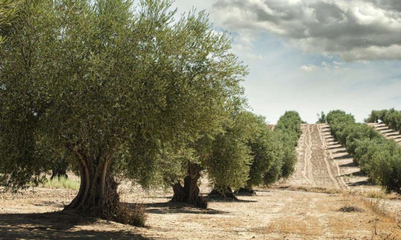 GEORGIKI ANAPTYXI - CHRONOPOULOS DIAMANTIS: Φωτογραφίες & Βίντεο