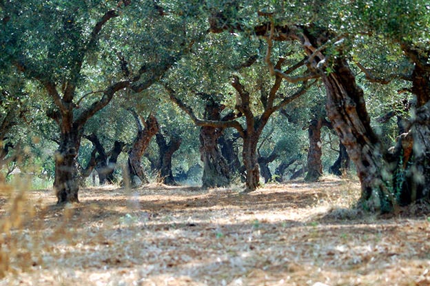 GEORGIKI ANAPTYXI - CHRONOPOULOS DIAMANTIS: Φωτογραφίες & Βίντεο