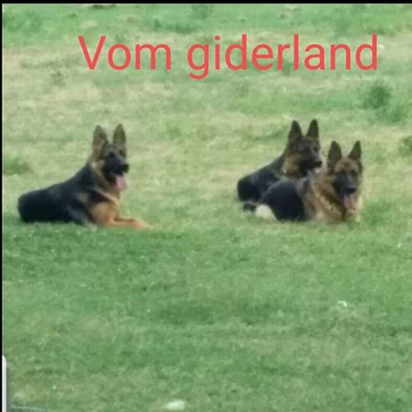 GIDERLAND: Φωτογραφίες & Βίντεο