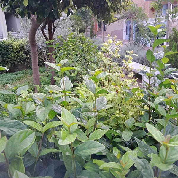 GREEN CLEANER EE: Φωτογραφίες & Βίντεο