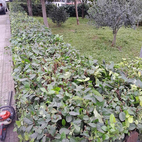 GREEN CLEANER EE: Φωτογραφίες & Βίντεο