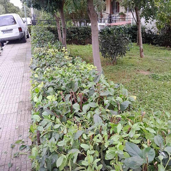 GREEN CLEANER EE: Φωτογραφίες & Βίντεο
