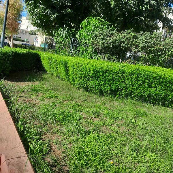 GREEN CLEANER EE: Φωτογραφίες & Βίντεο