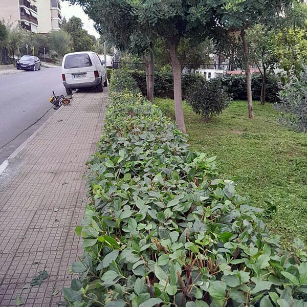 GREEN CLEANER EE: Φωτογραφίες & Βίντεο