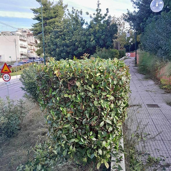 GREEN CLEANER EE: Φωτογραφίες & Βίντεο