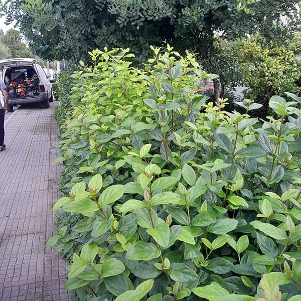 GREEN CLEANER EE: Φωτογραφίες & Βίντεο