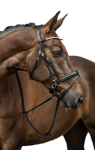HAPPY HORSE: Φωτογραφίες & Βίντεο