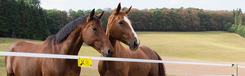 HAPPY HORSE: Φωτογραφίες & Βίντεο