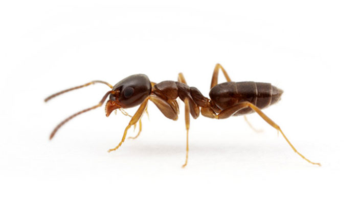 INSECTA: Φωτογραφίες & Βίντεο