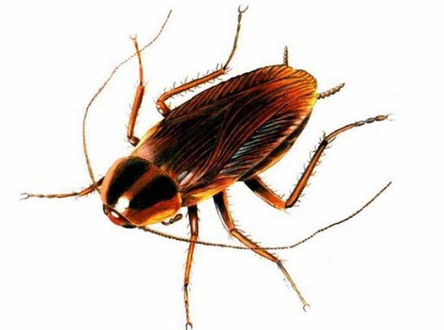 INSECTA: Φωτογραφίες & Βίντεο