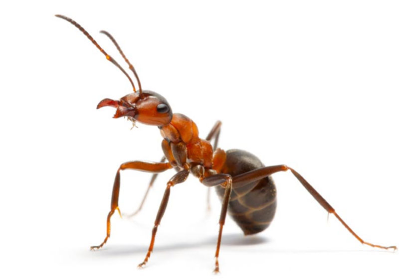 INSECTA: Φωτογραφίες & Βίντεο
