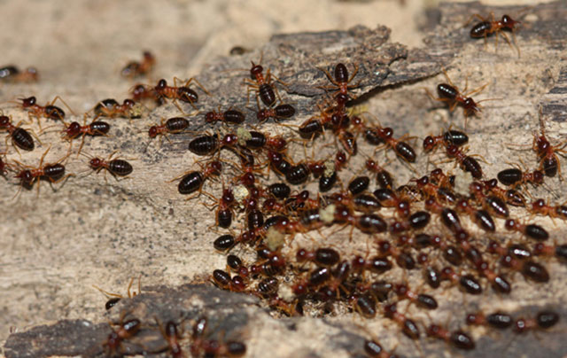 INSECTA: Φωτογραφίες & Βίντεο