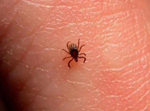 INSECTA: Φωτογραφίες & Βίντεο