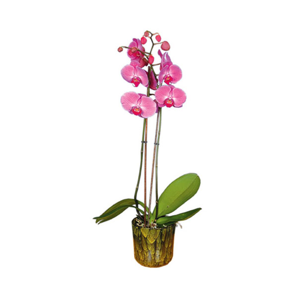 INTERFLORA ΕΠΙΣΗΜΟ ΔΙΚΤΥΟ: Φωτογραφίες & Βίντεο