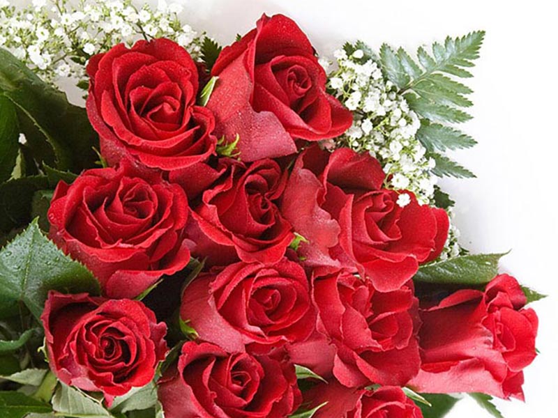INTERFLORA ΕΠΙΣΗΜΟ ΔΙΚΤΥΟ: Φωτογραφίες & Βίντεο