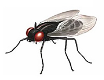 KALYPSIS APENTOMOTIKI - PATSIAS GEORGIOS: Φωτογραφίες & Βίντεο