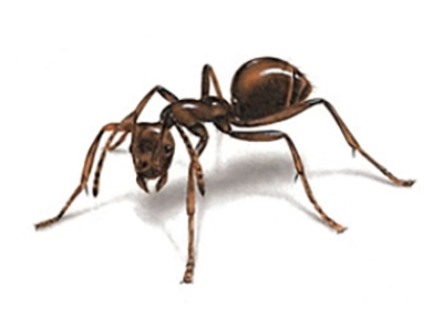 KALYPSIS APENTOMOTIKI - PATSIAS GEORGIOS: Φωτογραφίες & Βίντεο