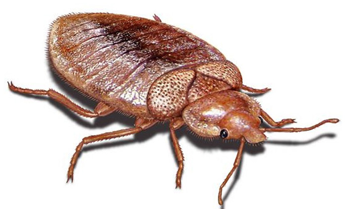 KALYPSIS APENTOMOTIKI - PATSIAS GEORGIOS: Φωτογραφίες & Βίντεο