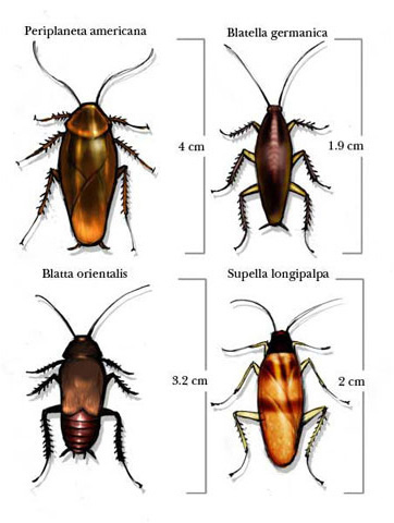 KALYPSIS APENTOMOTIKI - PATSIAS GEORGIOS: Φωτογραφίες & Βίντεο