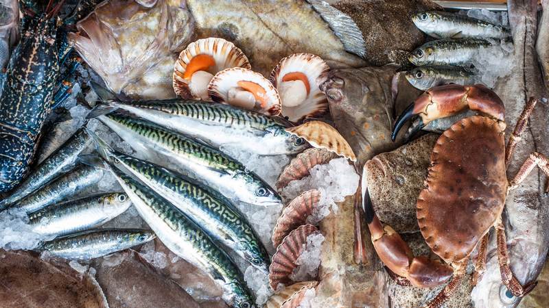 KAMIROS FISH: Φωτογραφίες & Βίντεο