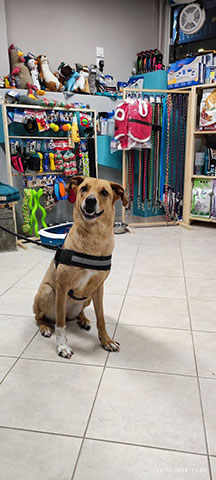 KARYPIDIS SERAFEIM - DOG IT GROOM AND TRAIN: Φωτογραφίες & Βίντεο