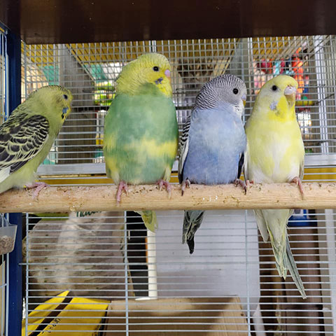 KATRIS PET SHOP: Φωτογραφίες & Βίντεο
